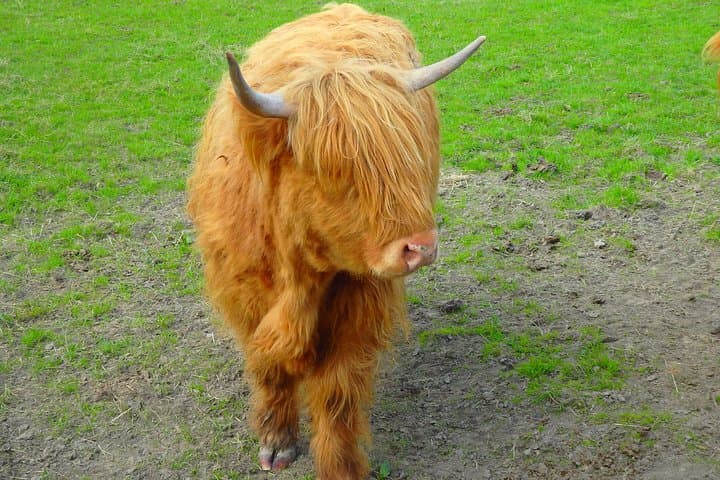 Loch Ness & Culloden Battlefield Private Tour from Inverness
