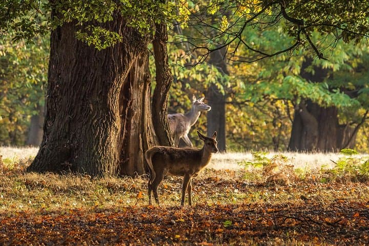 Deer in Windsor Park CityUnscripted