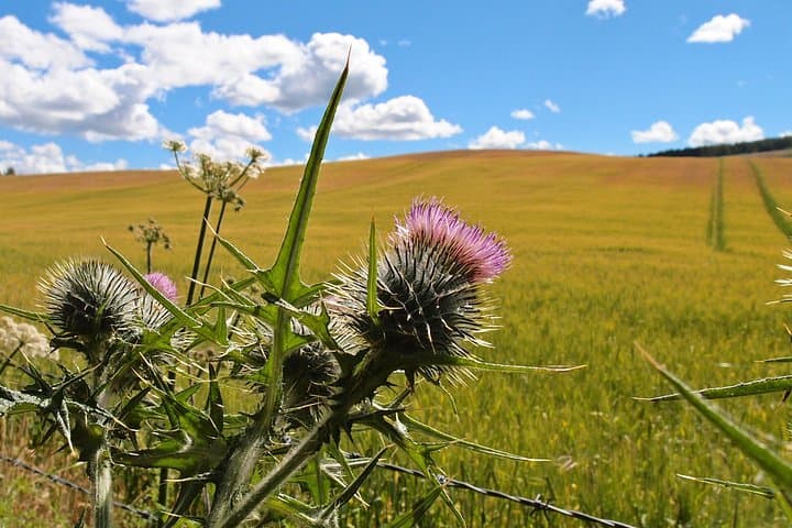 Thistle on Caledonia Way