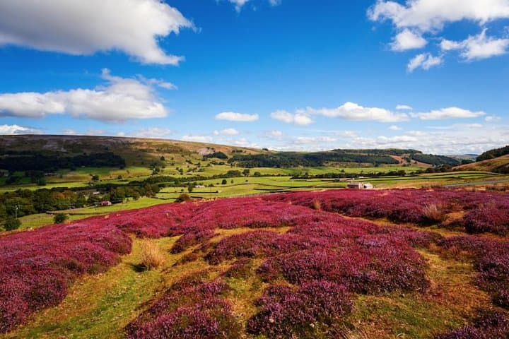 Heather in the Yorkshire Dales