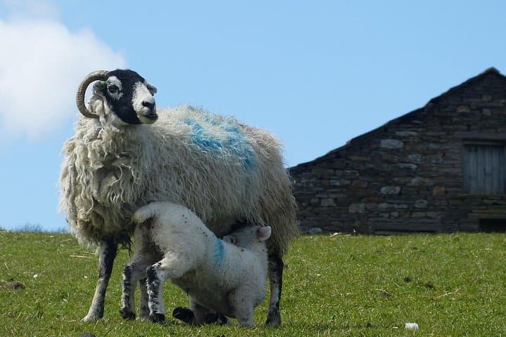 Spring Lambs in the Dales