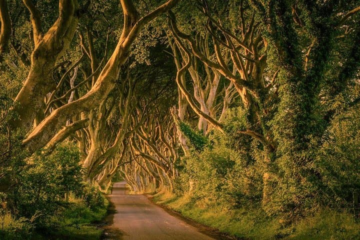 Dark Hedges