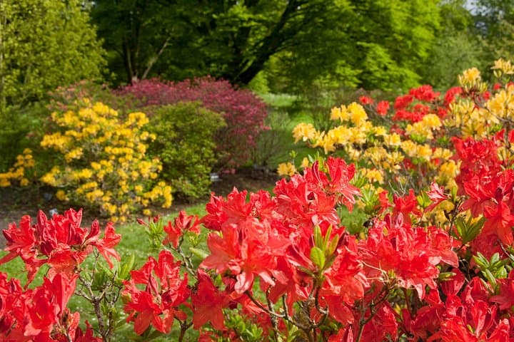 Azalea Garden