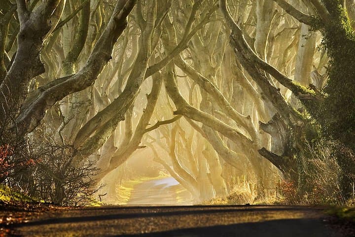 The Dark Hedges