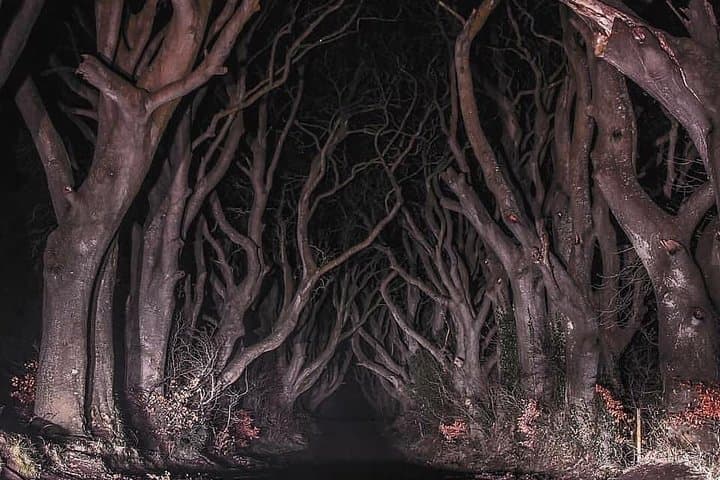 Dark Hedges