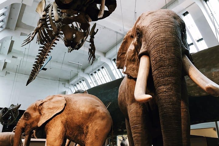 Natural History Museum London - Exclusive Guided Museum Tour