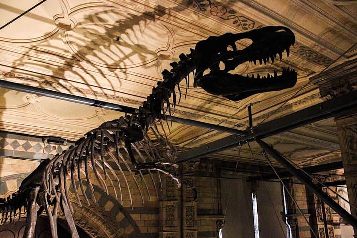 Natural History Museum London Guided Tour Semi-Private 8ppl Max