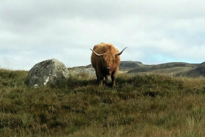 Highland Cattle