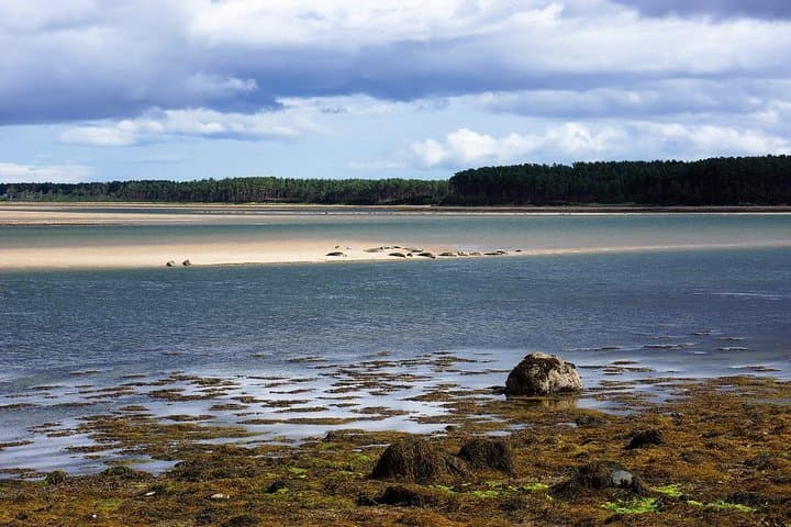 Seals, Loch Fleet