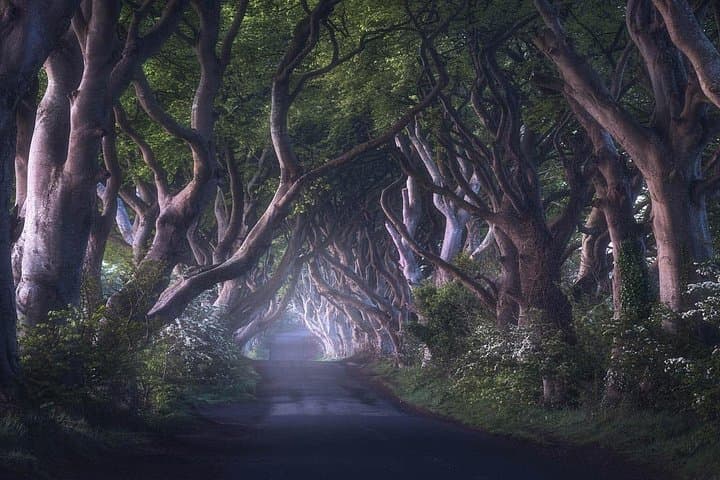 The Dark Hedges (The King's Road) - TaxiToursNI Package Executive Tours