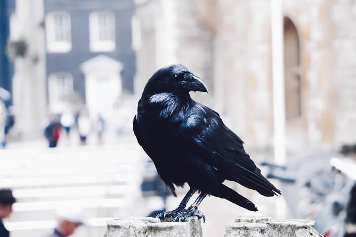Raven - Kasturi Roy