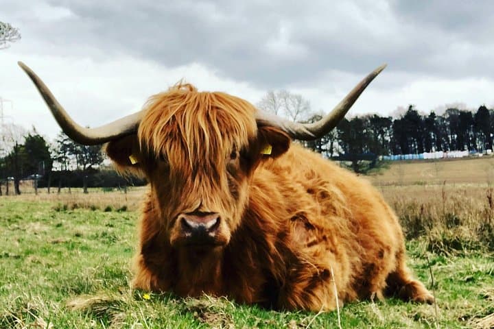 Highland Cattle aka Hairy Coo