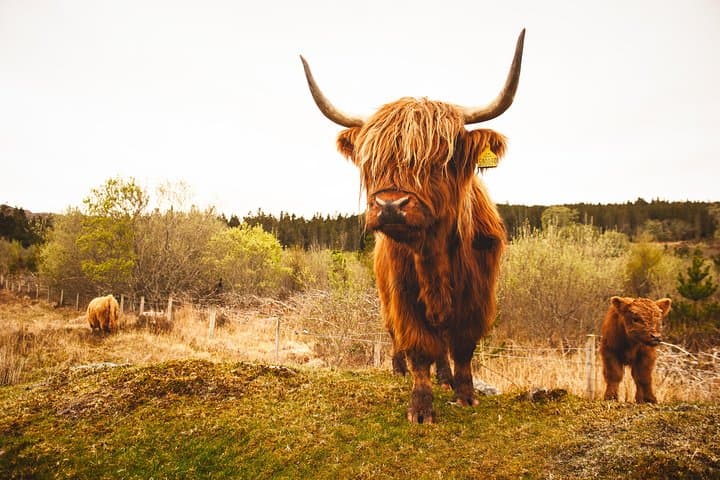 5-Day Orkney & Northern Coast Tour from Edinburgh Incl Admissions