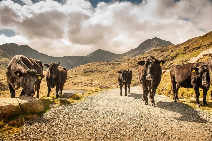 5-Day Discover Wales Small-Group Tour from London
