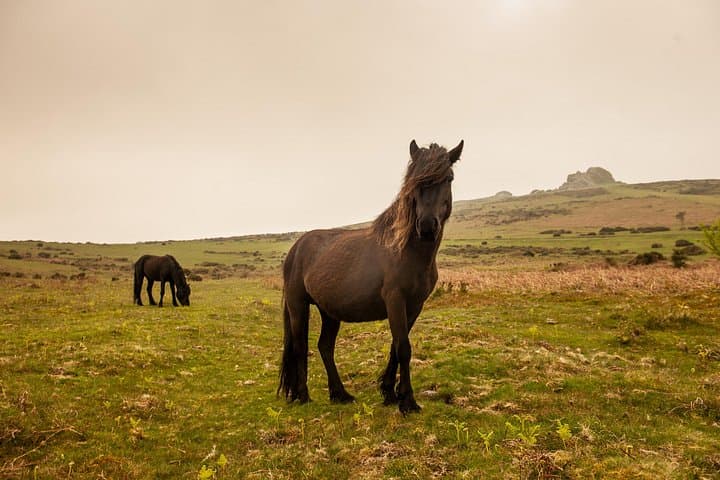 5-Day Devon and Cornwall Small-Group Tour from London