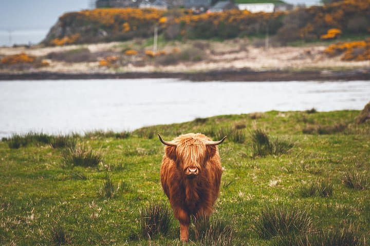 4-Day Magical Mull, Iona & West Highlands Small-Group Tour from Edinburgh