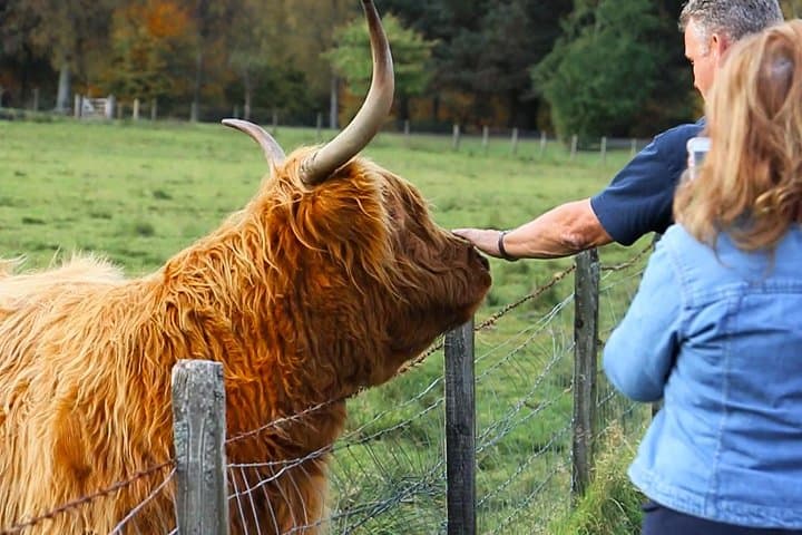 Meet a highland coo