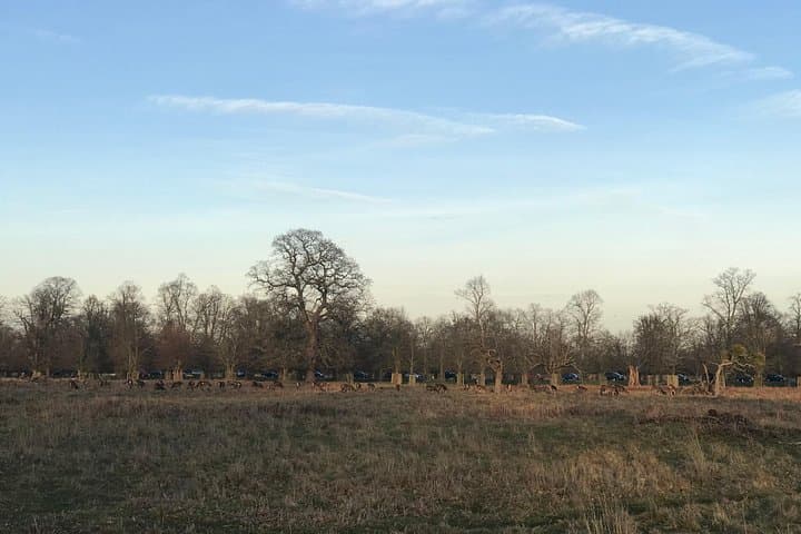 Deer in Bushy Park
