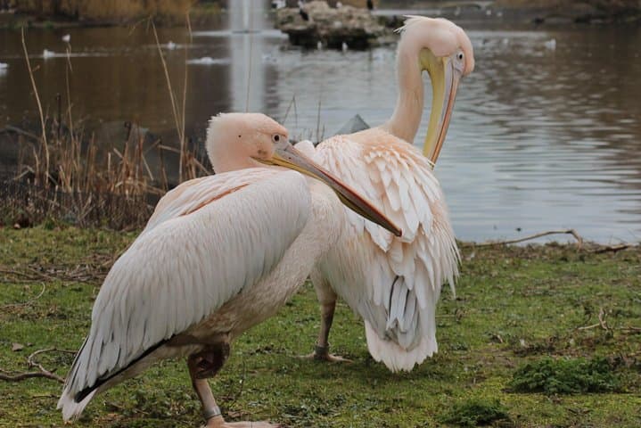 Unexpected residents of St James's Park