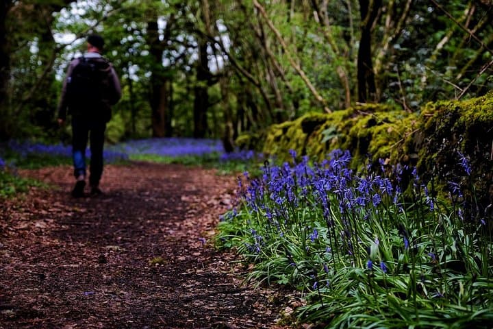 Blue Bells on Inchmahome Island