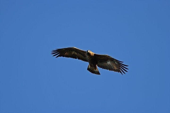 Golden Eagles