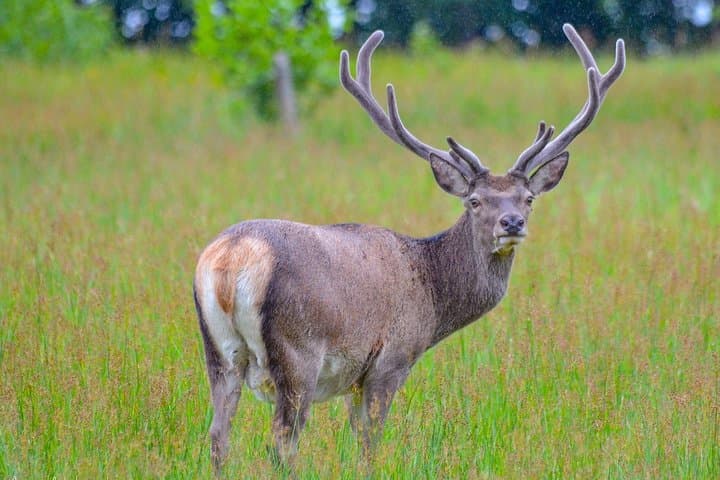 Red deer