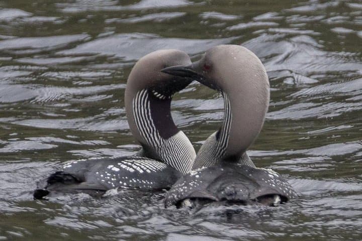 Black Throated Divers, very rare in the UK and yet quite often seen on Loch Shiel.