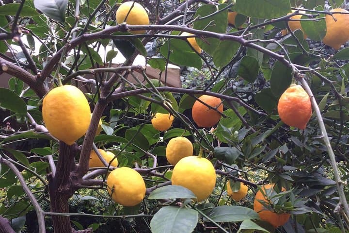 Secret Gardens of London Private Tour
