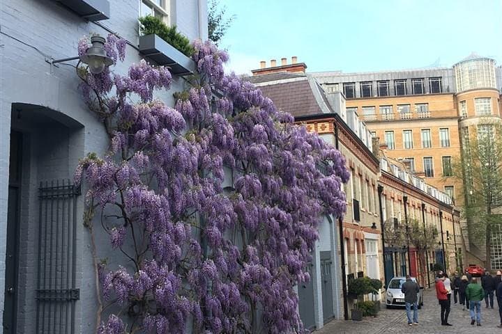 Wisteria in Spring
