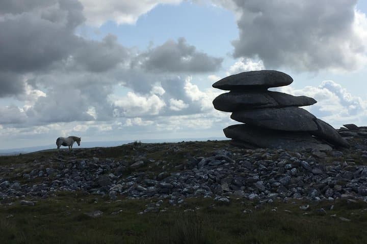 Wild Ponies on the Moor