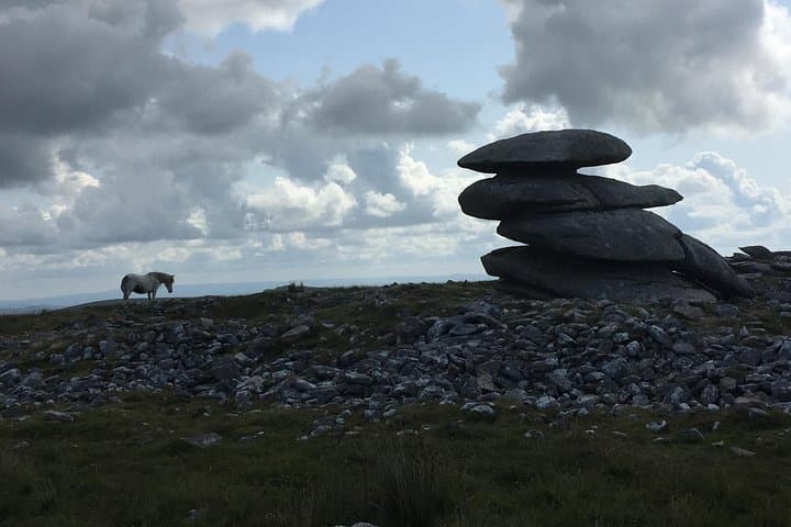 Wild Ponies on the Moor