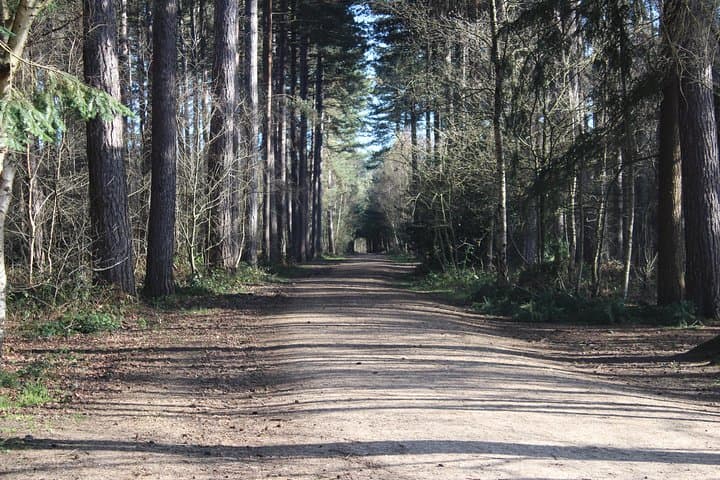 Black Park behind Pinewood Studios