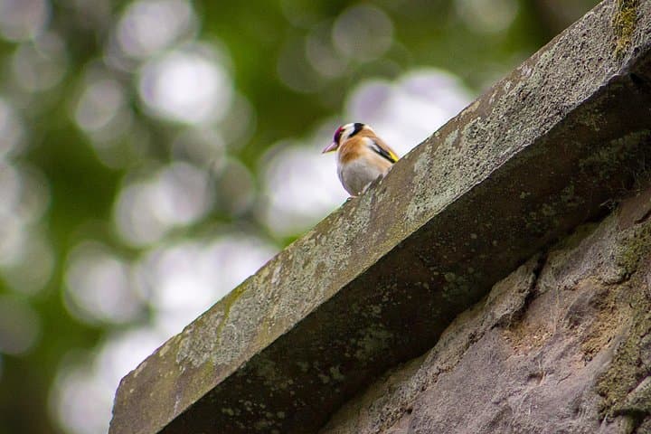 Dean Village Private Photography Tour