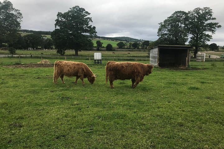Highland coo’s