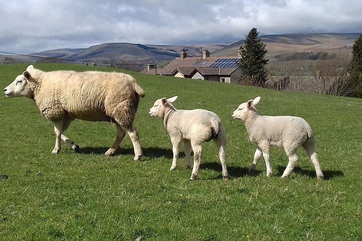 Sheep on the North York Moors