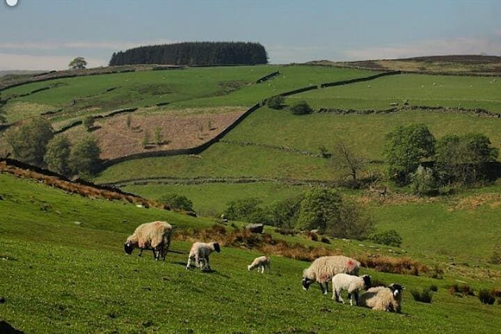 Bronte Country and Yorkshire Dales Private Day Trip from York