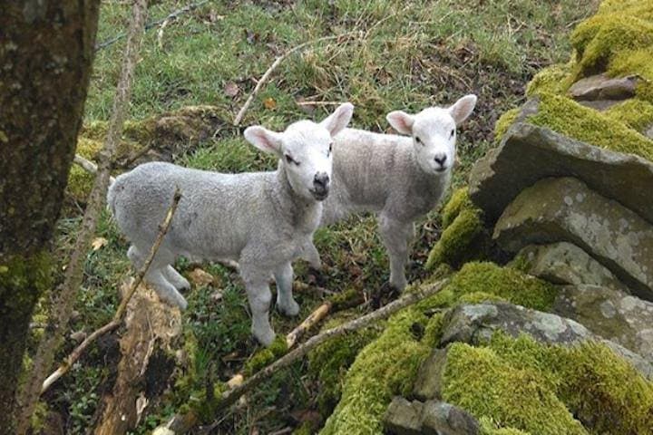 Spring lambs in Herriot Country