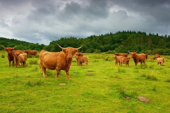 Scottish Highlands & Oban Private Day Tour with Scottish Local