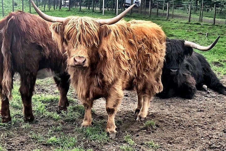 Highland Cattle