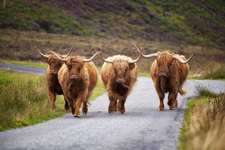 Highland Cows