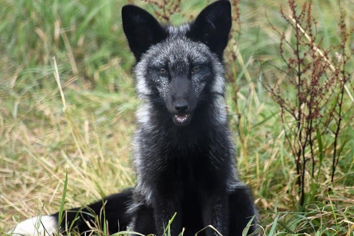 Fox Encounter for 2 people and park entry