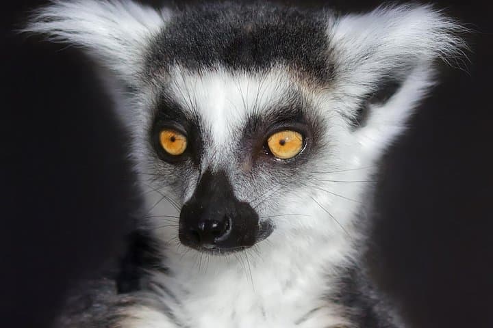 Ark Wildlife Park and Exotic Animal Sanctuary Family Entry for 4