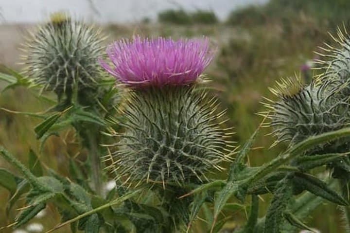 Scottish Thistle