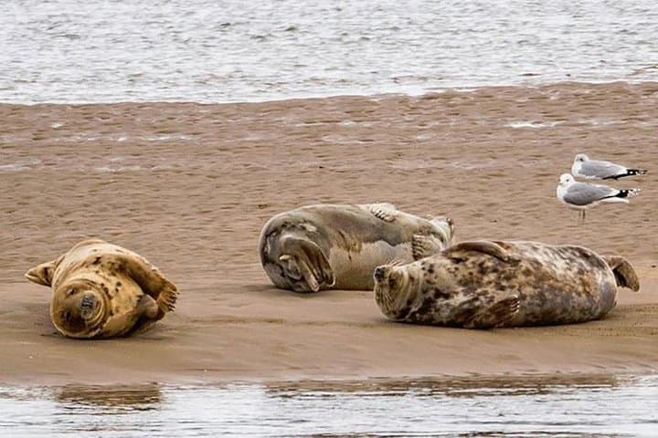 Loch Fleet Seals