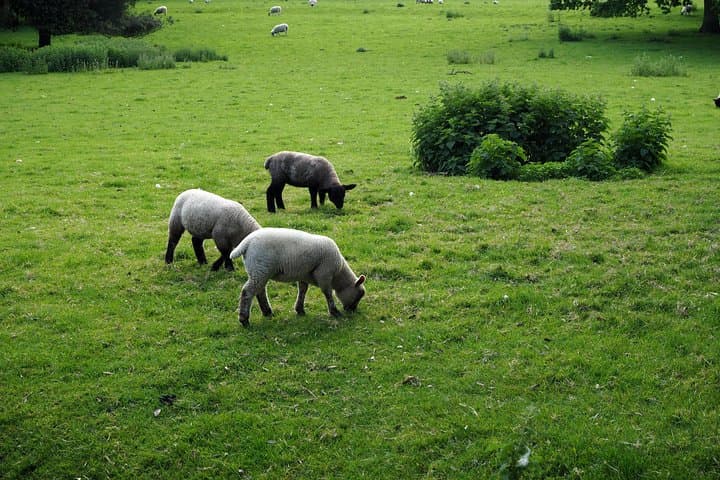 London to Cotswolds Day Tour