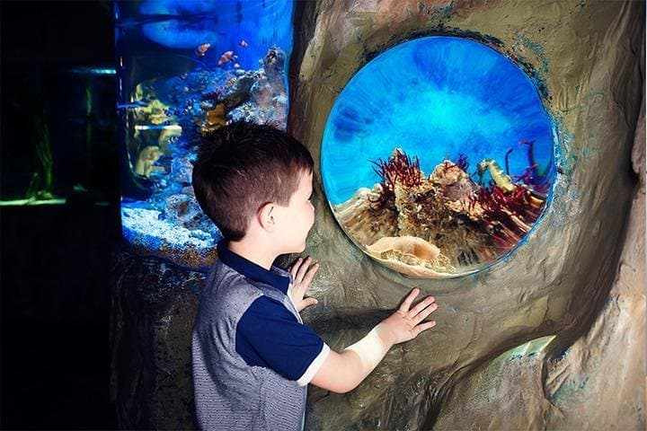 SEA LIFE Blackpool Admission Ticket