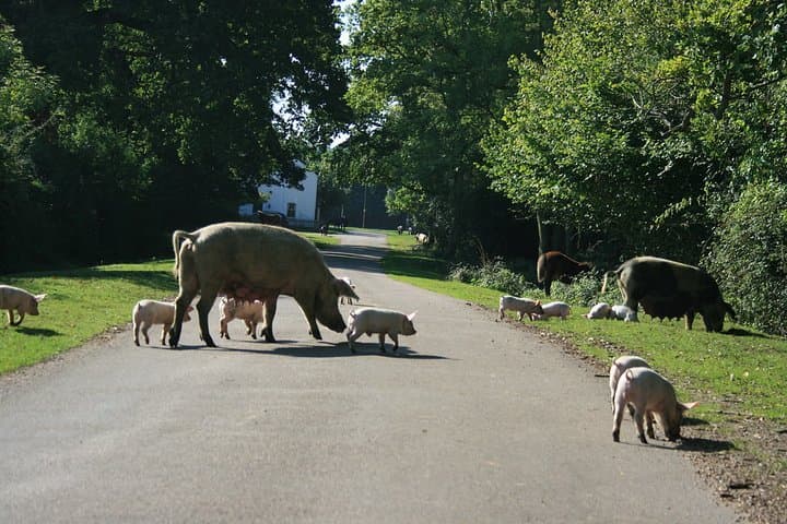 Pannage is the practice of releasing domestic pigs into a forest