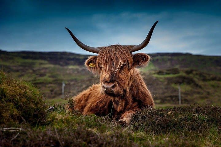 Old Angus at portree
