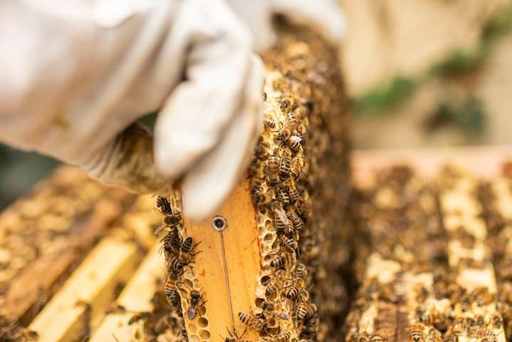 Discover active beehives in London