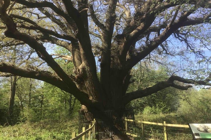 The Master Oak - too big for one photo!